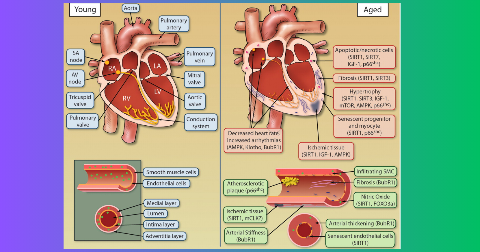 Read more about the article What are the heart diseases related to old age?