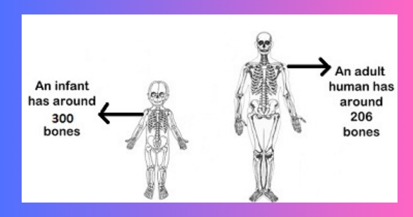 Read more about the article How Many Bones in a Child?