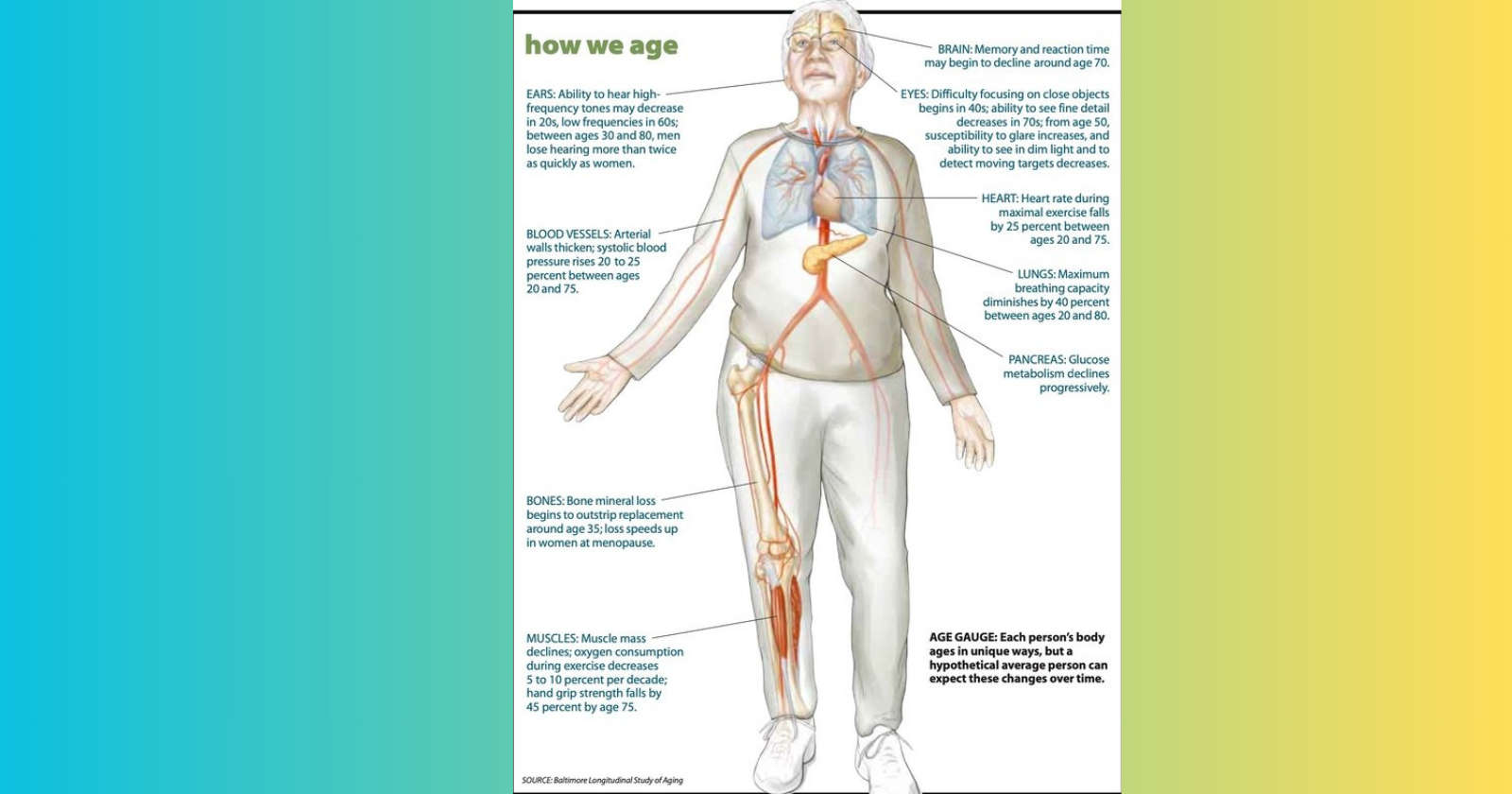 Read more about the article How does a person change when he grows old?