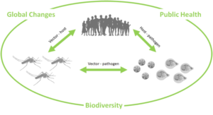 vector borne deaseases