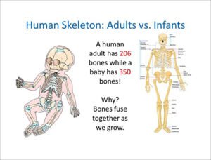 human skeleton